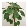 Acer Negundo Flamingo 1 Acer Negundo Flamingo -Semillas De Plantas acer negundo flamingo