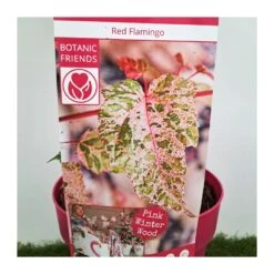 Acer Negundo Flamingo -Semillas De Plantas acer negundo flamingo 2