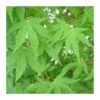 Acer Palmatum -Semillas De Plantas acer palmatum