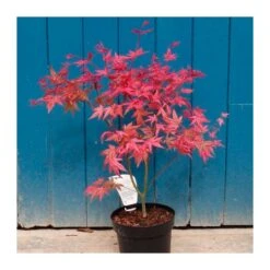 Acer Palmatum Beni-maiko
