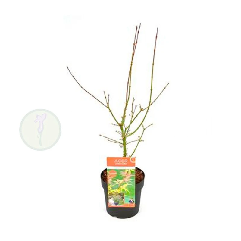 Acer Palmatum Jerre Schwartz 4 Acer Palmatum Jerre Schwartz - Imagen 2