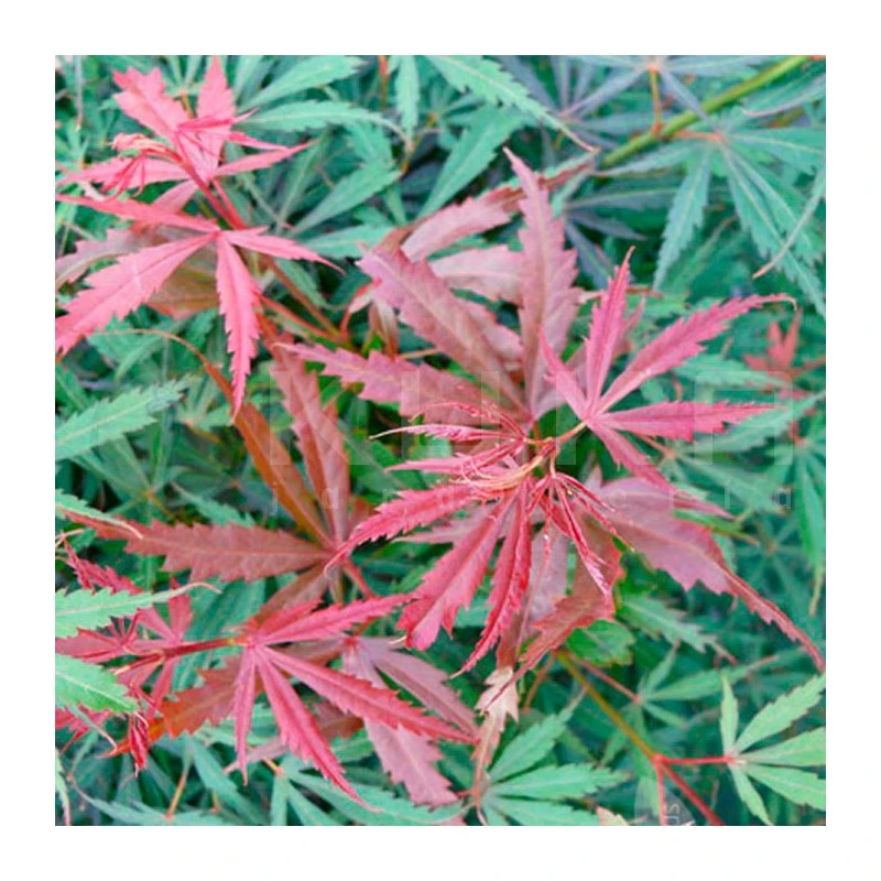 Acer Palmatum Jerre Schwartz 5 Acer Palmatum Jerre Schwartz - Imagen 3