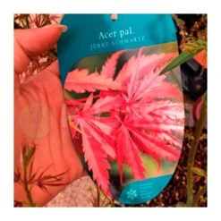 Acer Palmatum Jerre Schwartz 9 Acer Palmatum Jerre Schwartz -Semillas De Plantas acer palmatum jerre schwartz 3