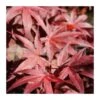 Acer Palmatum Pixie -Semillas De Plantas acer palmatum pixie