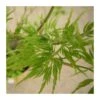 Acer Palmatum Seiryu -Semillas De Plantas acer palmatum seiryu