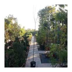 Semillas De Plantas -Semillas De Plantas acer saccharium 1