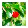 Acerolo Rojo -Semillas De Plantas acerolo rojo