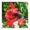 Aeschynanthus Twister -Semillas De Plantas aeschynanthus twister