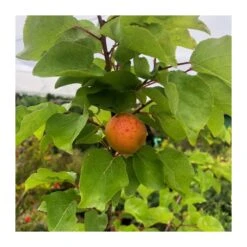 Albaricoque Bulida -Semillas De Plantas albaricoque bulida 2