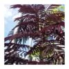 Albizia Julibrisin Summer Chocolate -Semillas De Plantas albizia julibrisin summer chocolate