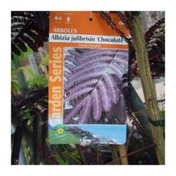 Albizia Julibrisin Summer Chocolate -Semillas De Plantas albizia julibrisin summer chocolate 2