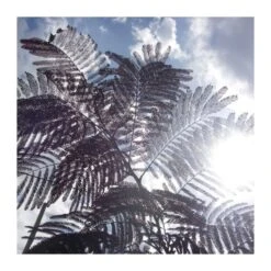 Albizia Julibrisin Summer Chocolate -Semillas De Plantas albizia julibrisin summer chocolate 3