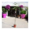 Albizia Julibrissin Rosea -Semillas De Plantas albizia julibrissin rosea