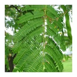 Albizia Julibrissin Rosea -Semillas De Plantas albizia julibrissin rosea 2