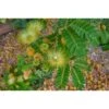 Albizia Lebbeck EJEMPLAR -Semillas De Plantas albizia lebbeck