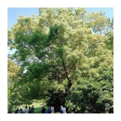 Alcanforero, Ejemplar