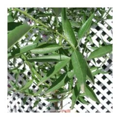 Semillas De Plantas -Semillas De Plantas almendro marcona 1