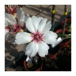 Almendro Marcona -Semillas De Plantas almendro marcona 4