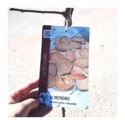 Almendro Mollar -Semillas De Plantas almendro mollar 2