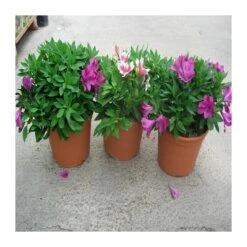 Alstroemeria 5 Alstroemeria -Semillas De Plantas alstroemeria 1