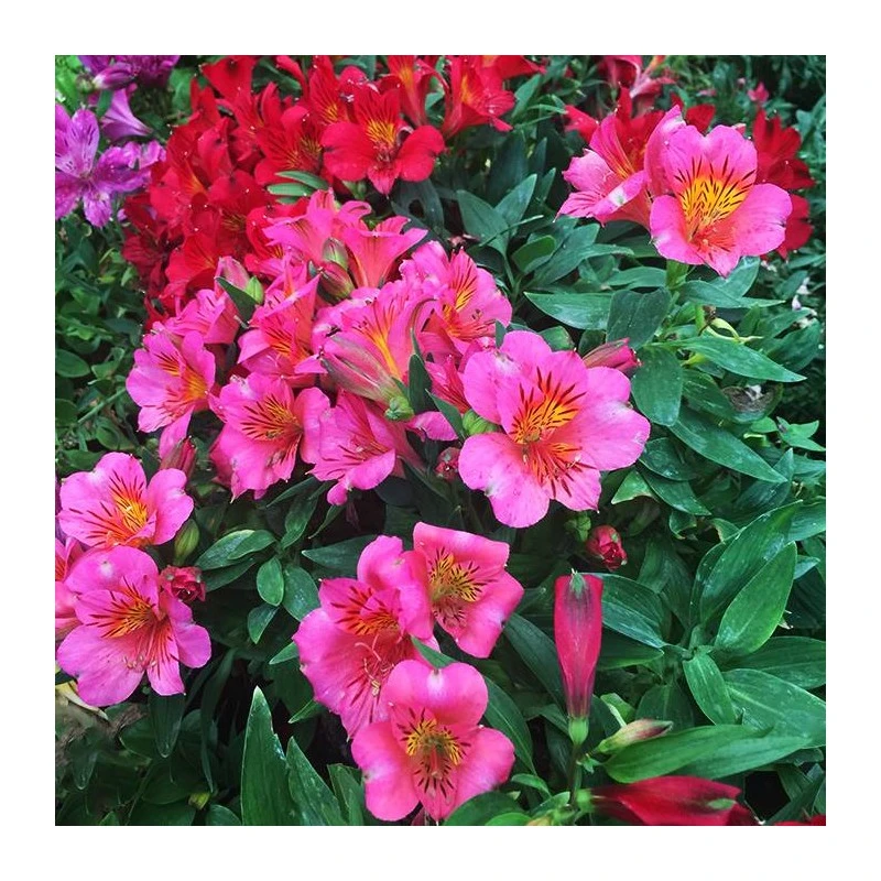 Alstroemeria 3 Alstroemeria