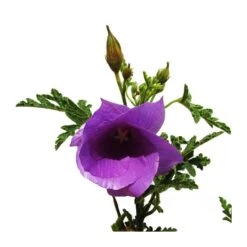 Alyogine Huegelii -Semillas De Plantas alyogine huegelii 1