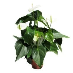 Anthurium Alaska Blanco