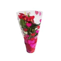Anthurium Andreanum Variado Sin Flor COMPRA 2 Y PAGA 1 -Semillas De Plantas anthurium andreanum 2