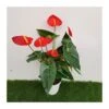 Anthurium Andreanum Red Champion -Semillas De Plantas anthurium andreanum red champion