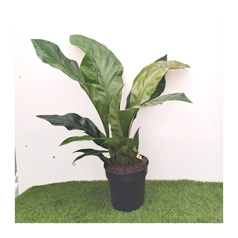 Anthurium Ellipticum Jungle Bush 4 Anthurium Ellipticum Jungle Bush - Imagen 2