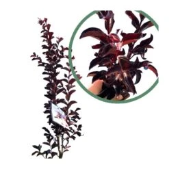 Árbol De Júpiter Black Diamond -Semillas De Plantas arbol de jupiter black diamond 2