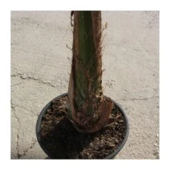 Arecastrum Romanzoffianum EJEMPLAR -Semillas De Plantas arecastrum romanzoffianum grande 2