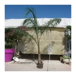 Arecastrum Romanzoffianum EJEMPLAR -Semillas De Plantas arecastrum romanzoffianum grande 3