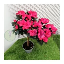 Azalea Copa -Semillas De Plantas azalea simsii 2
