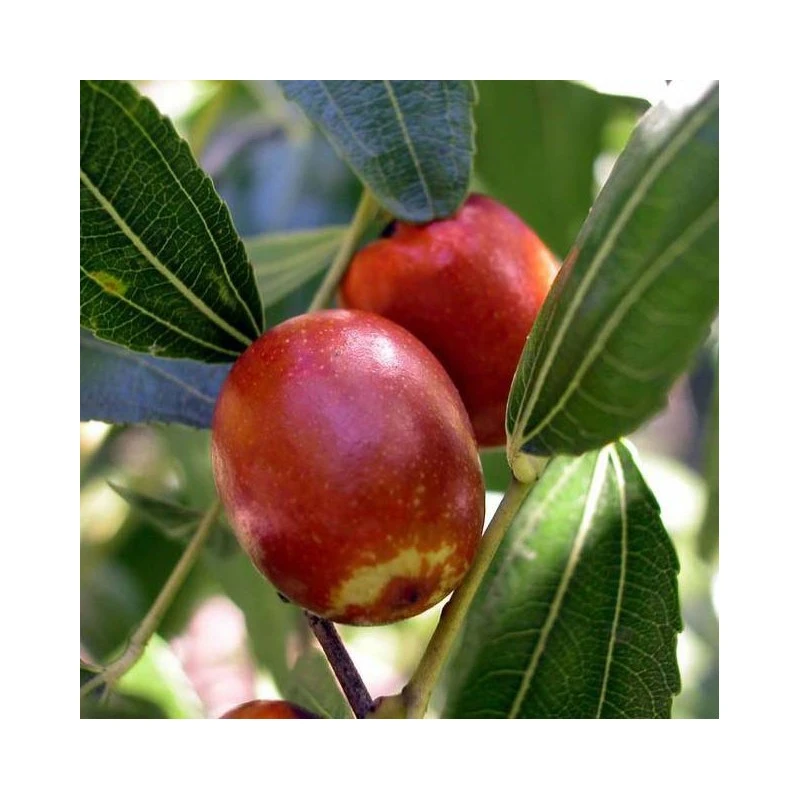 Azufaifo Certificado M.P.S 3 Azufaifo Certificado M.P.S