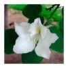 Bauhinia Alba -Semillas De Plantas bauhinia alba