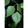 Abedúl Alba Pendula. -Semillas De Plantas betula alba pendula