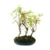 Bonsái Acer Buergerianum -Semillas De Plantas bonsai acer buergerianum