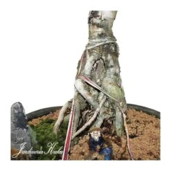 Bonsái Araucaria -Semillas De Plantas bonsai araucaria 2
