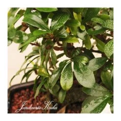 Bonsái Bosque Carmona Sp. -Semillas De Plantas bonsai bosque carmona sp 2