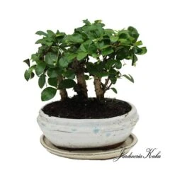 Bonsái Bosque Carmona Sp.