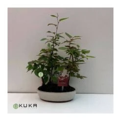 Bonsái Bosque Carpinus Betulus