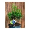 Bonsái Bosque De Podocarpus -Semillas De Plantas bonsai bosque de podocarpus
