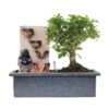 Bonsái Carmona Con Fuente De Buddha Y Tarjeta -Semillas De Plantas bonsai carmona con fuente de buddha y tarjeta