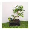 Bonsái Carmona Retusa -Semillas De Plantas bonsai carmona retusa