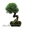 Bonsái Celtis Sinensis -Semillas De Plantas bonsai celtis sinensis