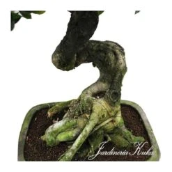 Bonsái Celtis Sinensis -Semillas De Plantas bonsai celtis sinensis 2