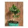 Bonsái Citrus Myrtifolia -Semillas De Plantas bonsai citrus myrtifolia