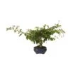 Bonsai Durantha Repens Erecta 2 Bonsai Durantha Repens Erecta -Semillas De Plantas bonsai durantha repens