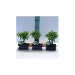 Bonsái Eugenia Myrtifolia